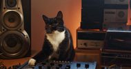 A black and white cat sits at a DJ mixer surrounded by turntables, speakers and stereos. With its eyes half closed, it looks apathetic.