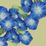 Family_Page_pollinator_01
