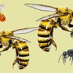 Family_Page_pollinator_021