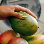 A hand with gold nails holds a mango with cocktail ingredients printed on its skin, above more mangoes.